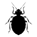 Bedbug Control