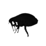Fleas Control