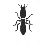 Termite Control