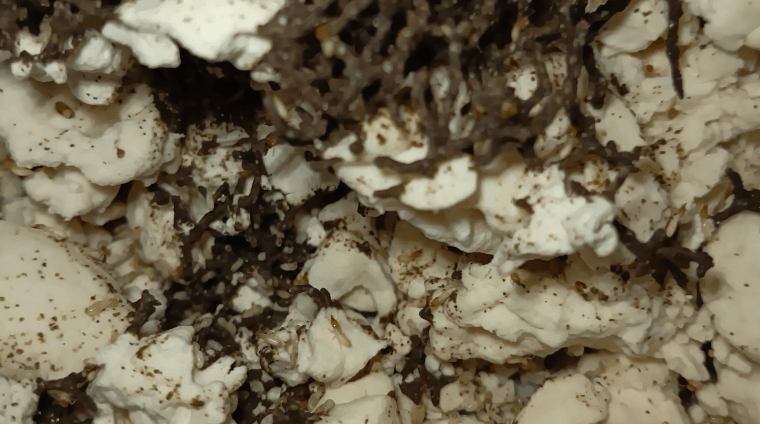Termite Control