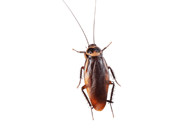 close up cockroach isolated on white background top view free photo removebg preview